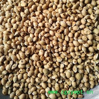 白扁豆 炒白扁豆 产地 海外 华美中药 产地直销 重在品质图3