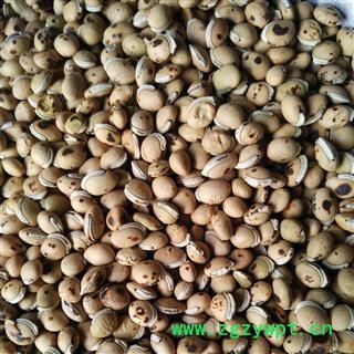 白扁豆 炒白扁豆 产地 海外 华美中药 产地直销 重在品质图4