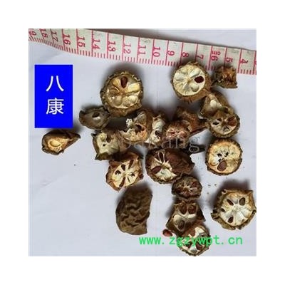 预知子 八月札 统