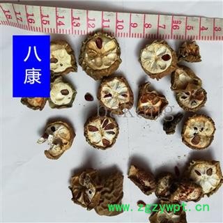 预知子 八月札 统图2