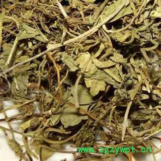 圣草康园连钱草  活血丹 金钱草 落地金钱图2