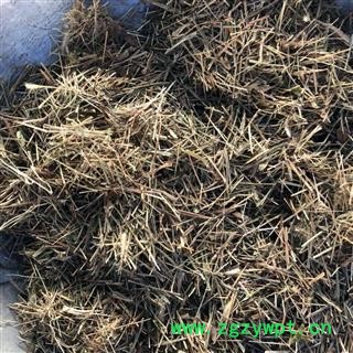 牛更草 牛耿草 牛耕草 正品野生 统货 产地 河北省 娟子中药行 买好药找娟子图3