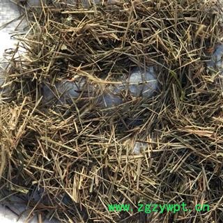 牛更草 牛耿草 牛耕草 正品野生 统货 产地 河北省 娟子中药行 买好药找娟子图4