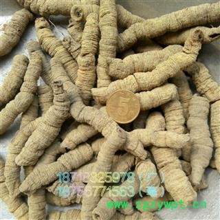 巴戟天 巴戟肉一级个 道地 广东省肇庆市产地直销图2