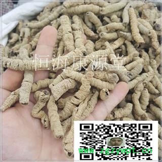 恒海康源堂巴戟天 巴戟肉一级个0.8别名鸡肠风、鸡眼藤、黑藤钻、兔仔肠、三角藤、糠藤 产地 北京市图4