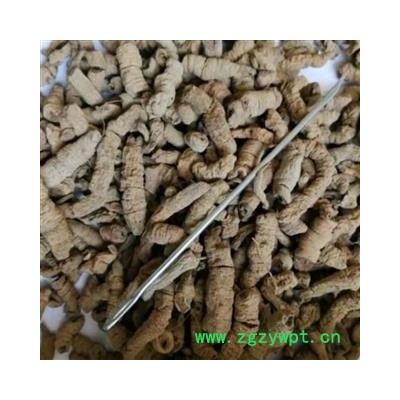 巴戟天 巴戟天统段 产地 广西壮族自治区