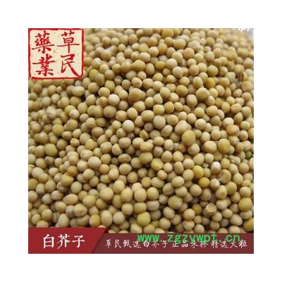 草民甄选白芥子 正品未掺 精选大粒 专业批发量大从优