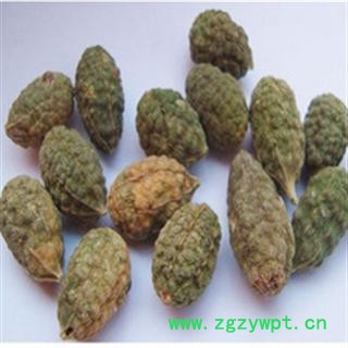 世元药业 野西瓜 老鼠瓜 勾刺槌果藤 抗旱草 正品图2