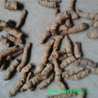 巴戟天 统【另有制巴戟天出售 】产地 广东省肇庆市广宁县图2