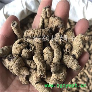 巴戟肉 选货 全抽芯 产地 广东省肇庆市 买好药找娟子图3