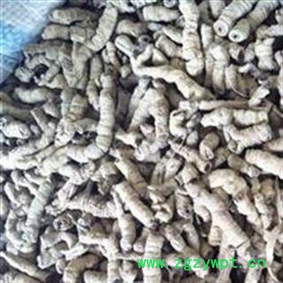 巴戟肉 精品巴戟肉三级个0.4 过筛无杂质  产地 广东省图2