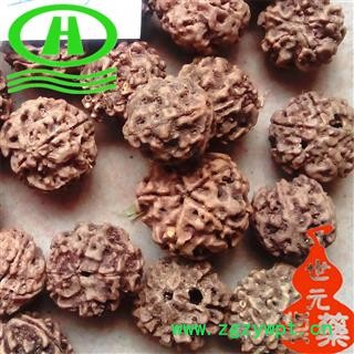 世元药业 金刚 金刚菩提子 正品 优质图2