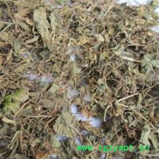 安祁名药正品芨芨草 积机草 席萁草 枳芨草.图2