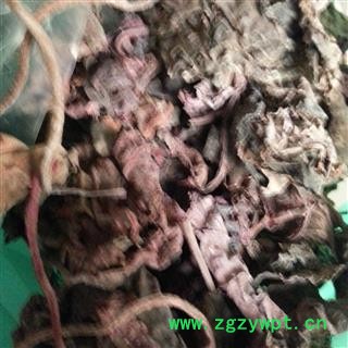 红天葵 紫背天葵、红叶、散血子、散血丹、龙虎叶、夜渡红、红水葵图2