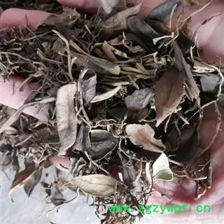 抱石莲 别明鱼鳖金星、瓜子金、石瓜子、金星草、瓜米菜、肉石斛、抱树莲 鱼鳖草  华安堂图3