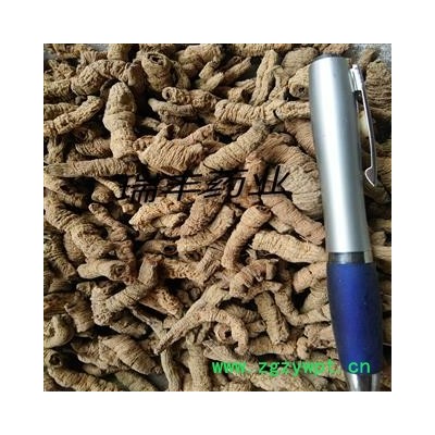 巴戟天 大统装 产地 广东省