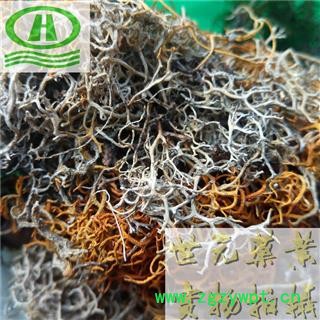 世元药业 金刷把 石蕊 正品 金丝草 金丝刷 红雪茶 红血茶图2