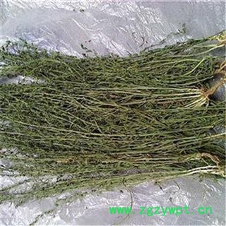 芝春堂中药材批发零售供应冷背正品优质无硫百蕊草百乳草支持验货图3