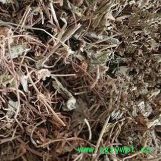 圣草康园芨芨草  枳芨草 枳机草 席箕草图2