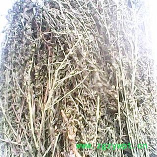 百蕊草 百乳草、小草、细须草、青龙草 统货 产地 河北省凯捷中药图2