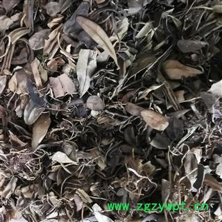 瑞森药材行抱石莲  风不动 鱼鳖草 金丝鱼鳖 山豆爿草 抱树莲图2