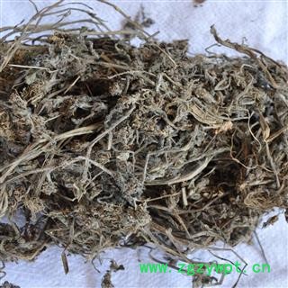 圣草康园中药材 白毛夏枯草 筋骨草图2