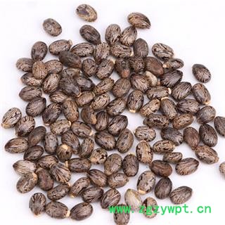 诺源药材行正品蓖麻子 黑蓖麻子 红蓖麻子 优质新货图3