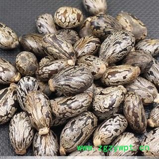 诺源药材行正品蓖麻子 黑蓖麻子 红蓖麻子 优质新货图2