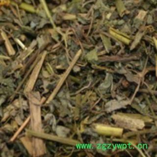 小丽百草行  白屈菜 产地江苏图2