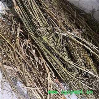 安祁名药中药材百蕊草  青龙草  百乳草图2