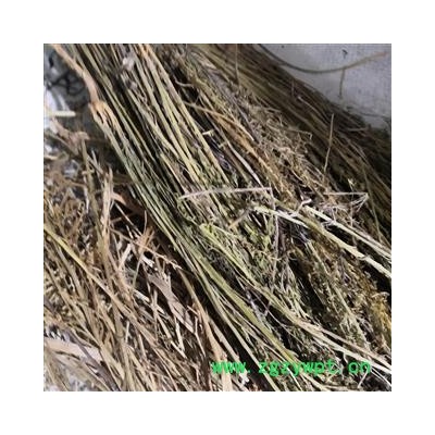 安祁名药中药材百蕊草  青龙草  百乳草