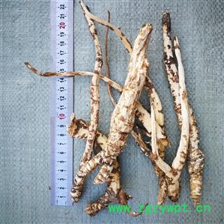 北沙参野生货 大选 产地 陕西省商洛市商州区