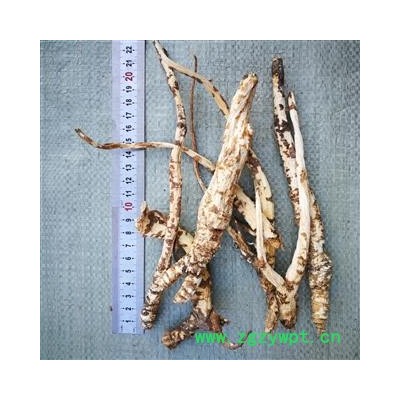 北沙参野生货 大选 产地 陕西省商洛市商州区