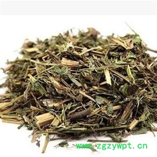 白屈菜 断肠草 正品保证质量无理由退货退款图3