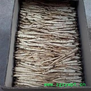 北沙参 选条 产地 河北省保定市安国市