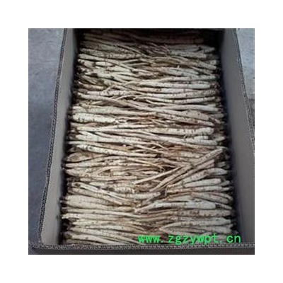 北沙参 选条 产地 河北省保定市安国市