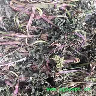 野生走马芹 野毒芹外用山草药水毒芹 全草晒干干品图4
