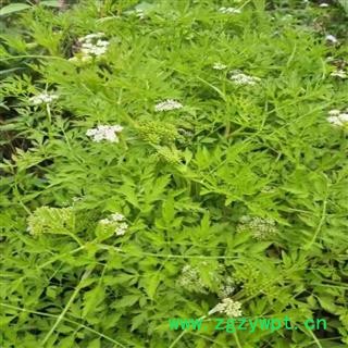 野生走马芹 野毒芹外用山草药水毒芹 全草晒干干品