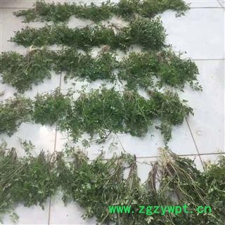野生走马芹 野毒芹外用山草药水毒芹 全草晒干干品图2