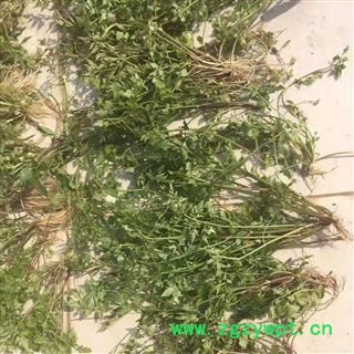 野生走马芹 野毒芹外用山草药水毒芹 全草晒干干品图3