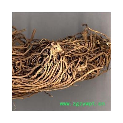 白薇 白薇大统 个1000克促销批发价产地 河北省邢台市邢台县 大货批发价