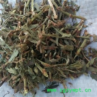 萹蓄 优质 产地 安徽省亳州市亳州药市