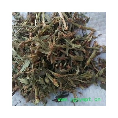 萹蓄 优质 产地 安徽省亳州市亳州药市