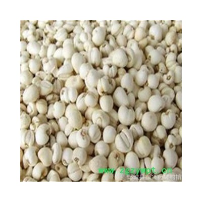 【振兴药材】中药材批发供应【川贝】