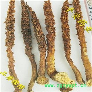 平安药业 草苁蓉 不老草根 独草根 正品图2