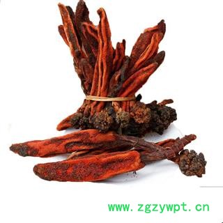 回春草 顶天柱 草丛蓉不老草云南泡水煲汤泡酒料图4