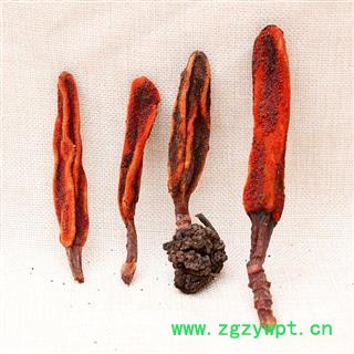 回春草 顶天柱 草丛蓉不老草云南泡水煲汤泡酒料图2