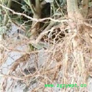 吉康药业苍耳草根 虱麻头根 白花虱母头根 痴头婆纯头根图2