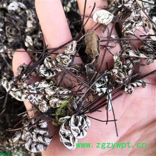 诺源药材行 通经草 通筋草图2