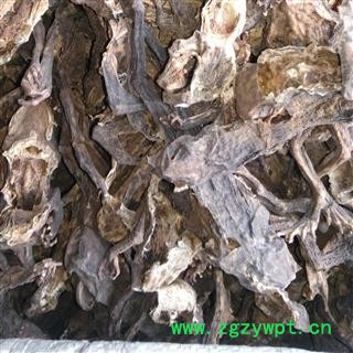 蟾蜍 蟾蜍个 产地 辽宁省图2